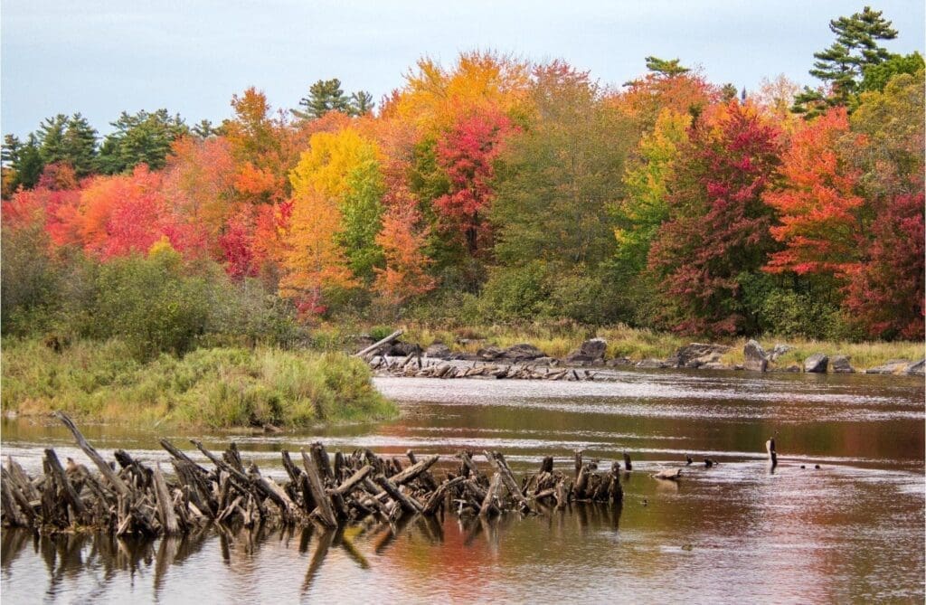 Fall lake setting